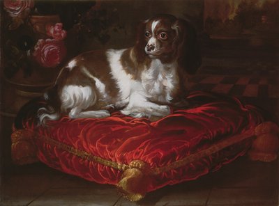 Spaniel em um coxim de Spanish School