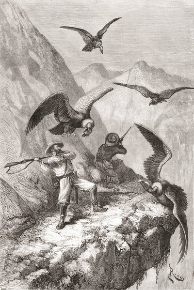 Édouard François André e companheiro sendo atacado por condores perto de Calacali, província de Pichincha, Equador, durante sua expedição de botanização no sopé dos Andes em 1875-76 de Spanish School