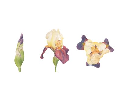 Íris barbuda, 2013 (aguarela) de Stacy Hsu