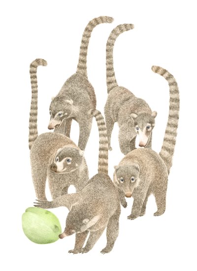 Costa Rica Coatis, 2019 (lápis de grafite e digital) de Stacy Hsu