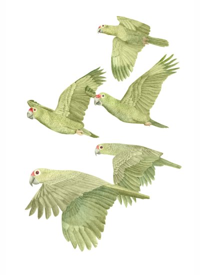 Costa Rica Red Lored Parrots, 2019 (lápis de grafite e digital) de Stacy Hsu