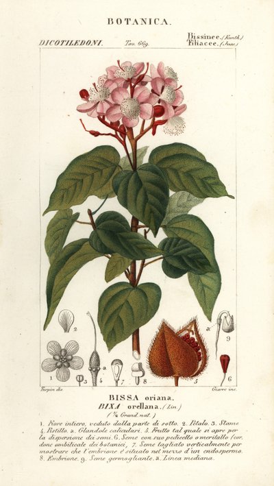 Achiote ou árvore de batom, Bixa orellana de Stanghi Stanghi
