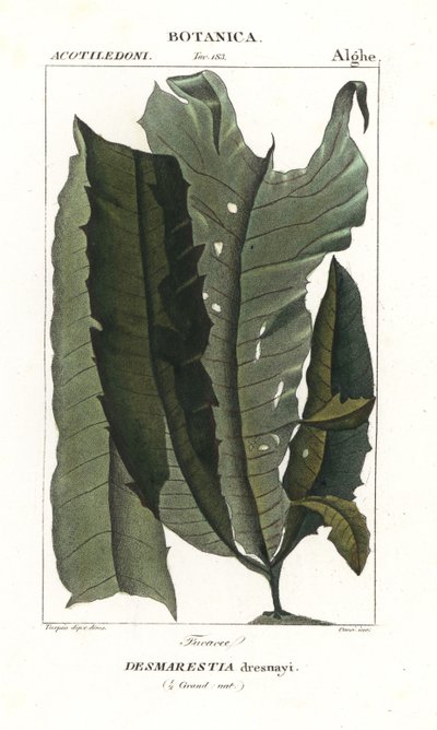 Erva ácida ou cabelo de sereia, Desmarestia dresnayi de Stanghi Stanghi