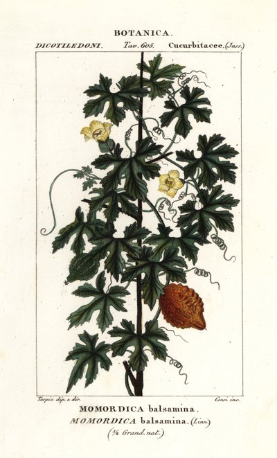 Pepino africano, Momordica bálsamina de Stanghi Stanghi