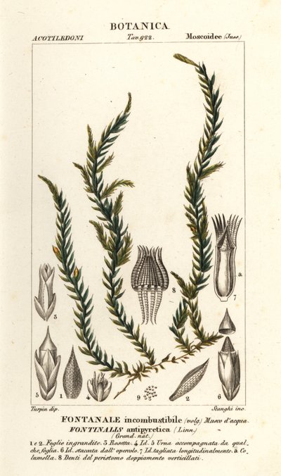 Antifever fontinalis moss, Fontinalis antipirética de Stanghi Stanghi