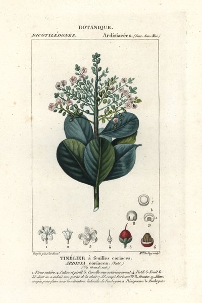 Carne bovina, Ardisia coriacea de Stanghi Stanghi