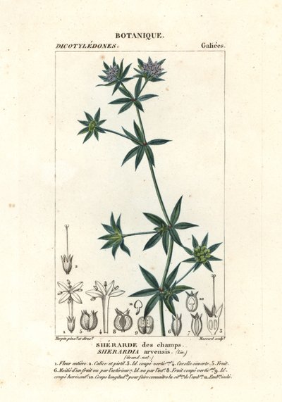 garça azul, Sherardia arvensis de Stanghi Stanghi