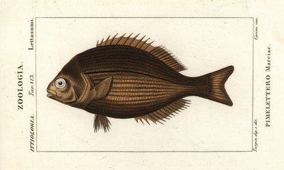 Bêbado, Kyphosus vaigiensis de Stanghi Stanghi