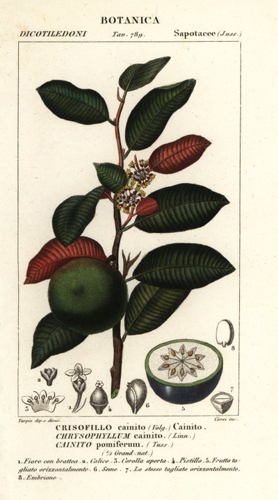 Cainita, Chrysophyllum cainita de Stanghi Stanghi