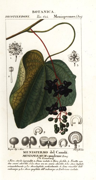 Semente da Lua Canadense, Menispermum canadense de Stanghi Stanghi