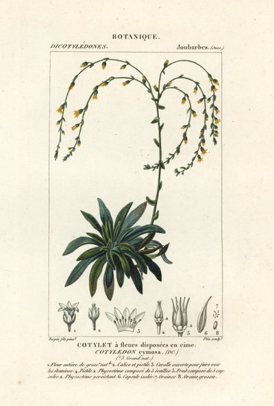 Canyon ao vivo para sempre, Dudleya cymosa de Stanghi Stanghi