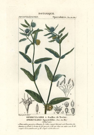Erva fétida grosseira, Opercularia aspera de Stanghi Stanghi