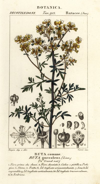 Arruda comum ou erva da graça, Ruta graveolens de Stanghi Stanghi