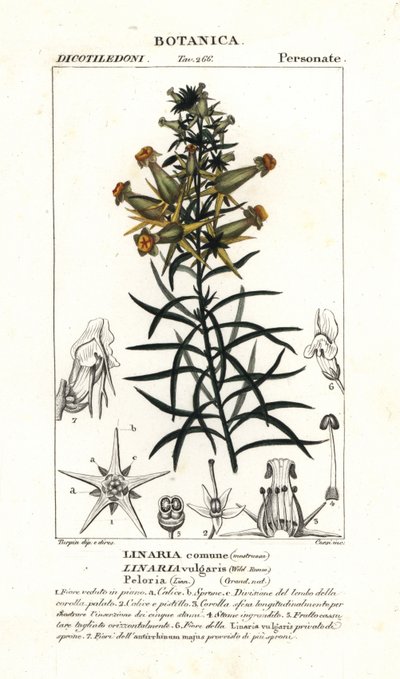 Toadflax comum ou toadflax amarelo, Linaria vulgaris de Stanghi Stanghi