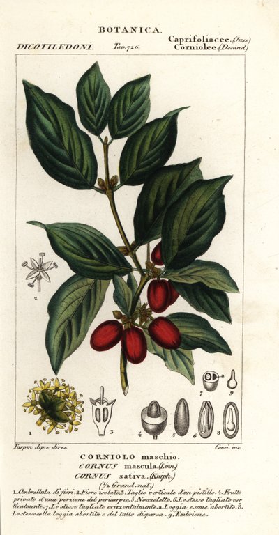 Cereja Cornalina, Cornus mas de Stanghi Stanghi