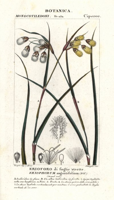 Cottongrass ou algodoeiro, Eriophorum angustifolium de Stanghi Stanghi
