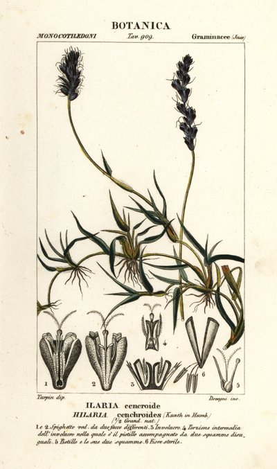 Mesquite encaracolado, Hilaria cenchroides de Stanghi Stanghi
