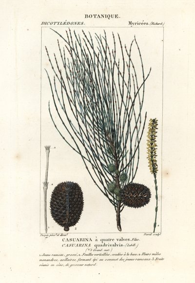 Sheoak caído, Allocasuarina verticillata de Stanghi Stanghi