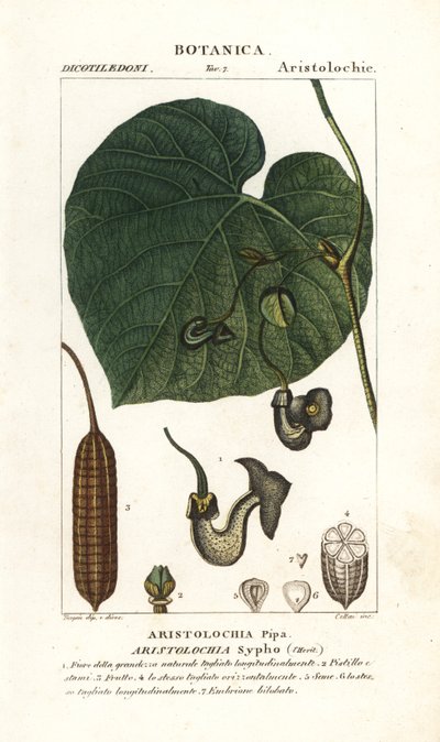 Cano ou pipevine do holandês, Aristolochia macrophylla de Stanghi Stanghi