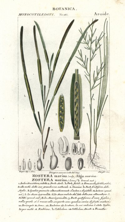 Eelgrass ou seawrack, marina Zostera de Stanghi Stanghi