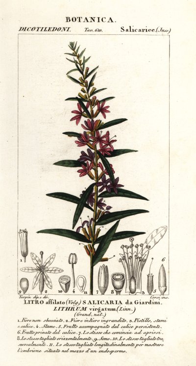 Varinha européia, Lythrum virgatum de Stanghi Stanghi