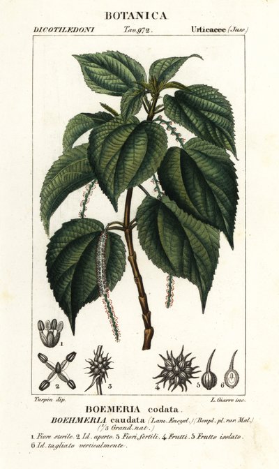 Falsa urtiga, Boehmeria caudata de Stanghi Stanghi