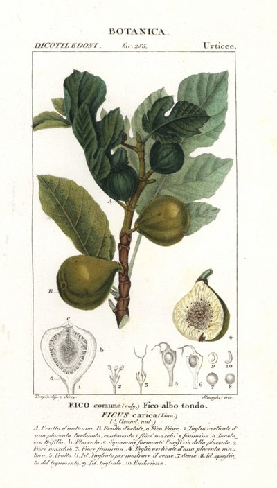 Figueira e fruto, Ficus carica de Stanghi Stanghi
