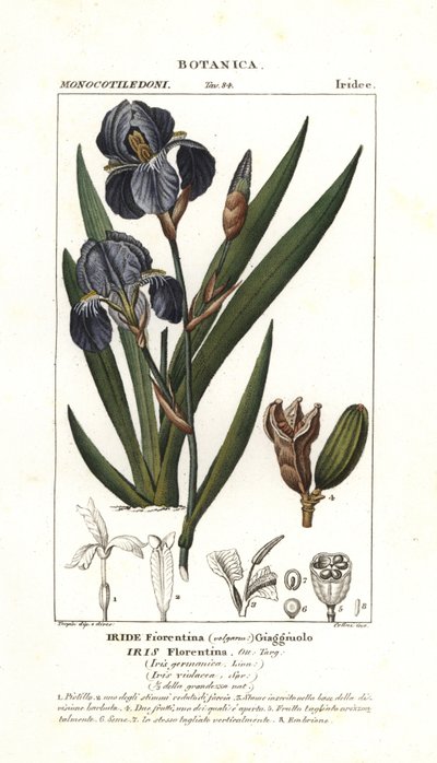 íris florentina, Iris germanica var florentina de Stanghi Stanghi