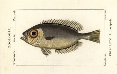 Patudo Glasseye, Heteropriacanthus cruentatus de Stanghi Stanghi