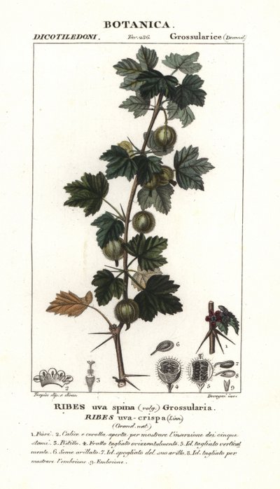 Groselha, Ribes uva-crispa de Stanghi Stanghi