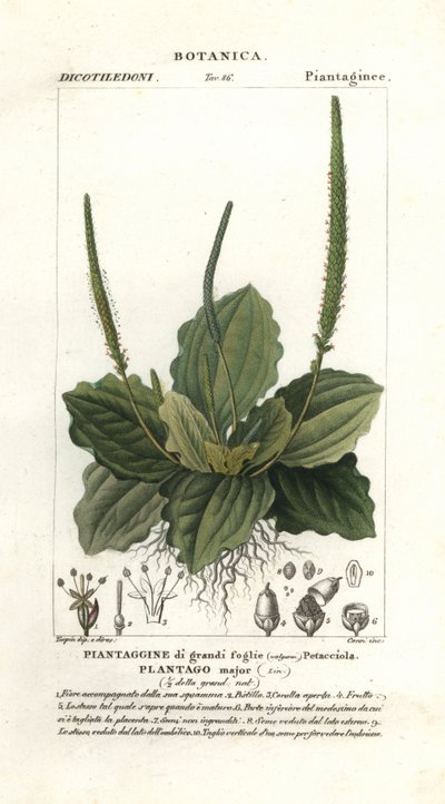Grande banana, Plantago major de Stanghi Stanghi