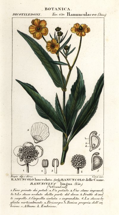 Espantalho maior, Ranunculus lingua de Stanghi Stanghi