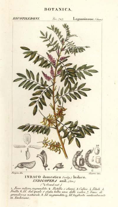 Índigo guatemalteco, Indigofera suffruticosa de Stanghi Stanghi