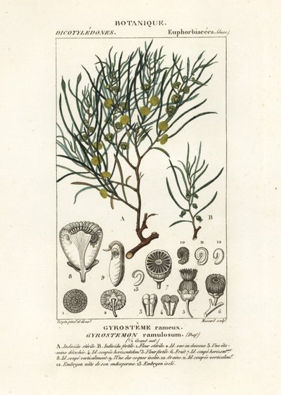 Gyrostemon ramulosus tree de Stanghi Stanghi
