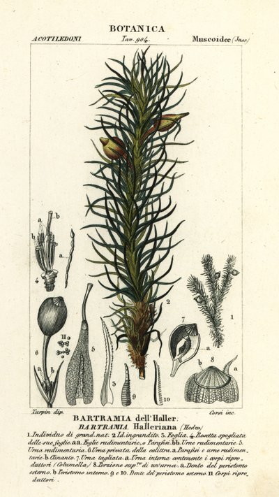 Musgo de maçã de Haller, Bartramia halleriana de Stanghi Stanghi