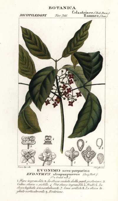 O fuso de Hamilton, Euonymus hamiltonianus de Stanghi Stanghi