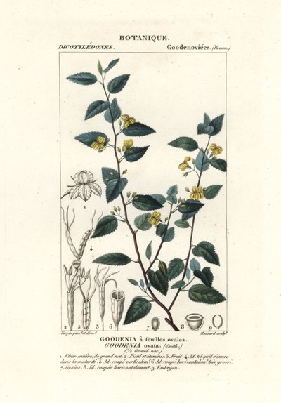 Goodenia lúpulo, Goodenia ovata de Stanghi Stanghi