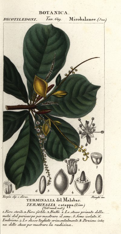 Amêndoa indiana, Terminalia catappa de Stanghi Stanghi