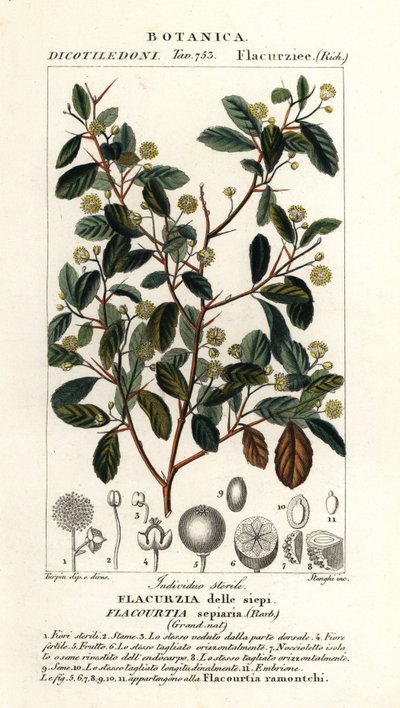 Ameixa indiana, Flacourtia indica de Stanghi Stanghi