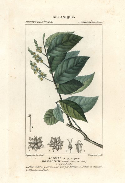 Pau-ferro, Homalium clusterum de Stanghi Stanghi