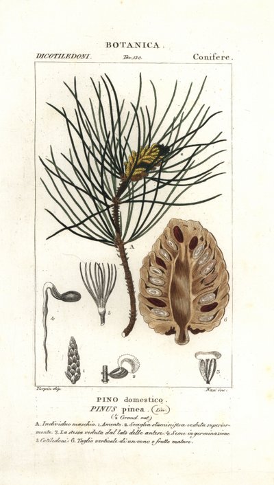 pinho de pedra italiano, Pinus pinea de Stanghi Stanghi
