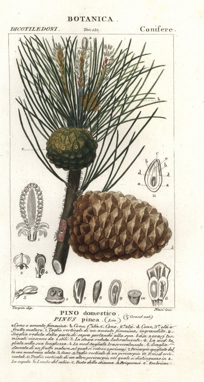 Pinheiro-manso italiano, Pinus pinea, Pinheiro-manso de Stanghi Stanghi