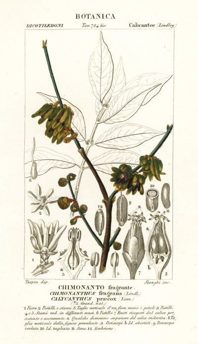pimenta-da-jamaica, Chimonanthus praecox de Stanghi Stanghi