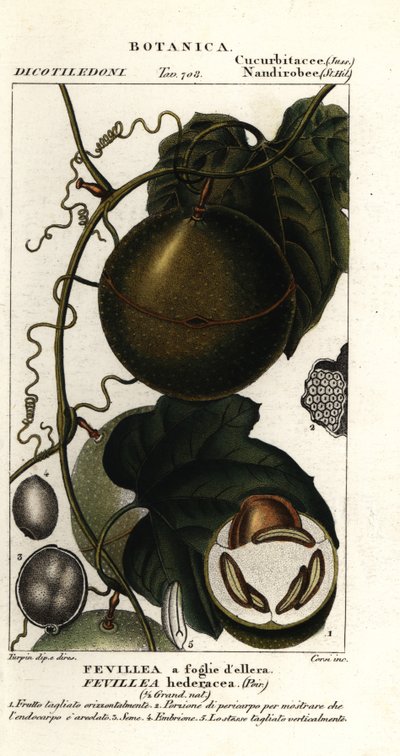 Javillo ou antídoto de fruta do tabaco, Fevillea cordifolia de Stanghi Stanghi