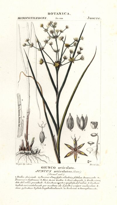 Corrida articulada, Juncus articulatus de Stanghi Stanghi
