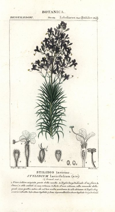Planta de gatilho de folha de larício ou árvore, Stylidium laricifolium de Stanghi Stanghi