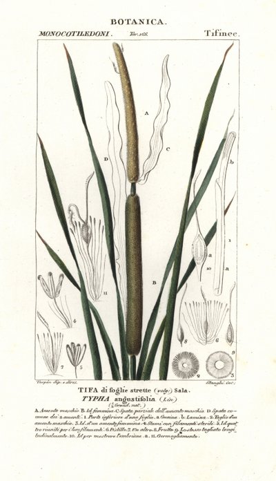 Junco menor, Typha angustifolia de Stanghi Stanghi