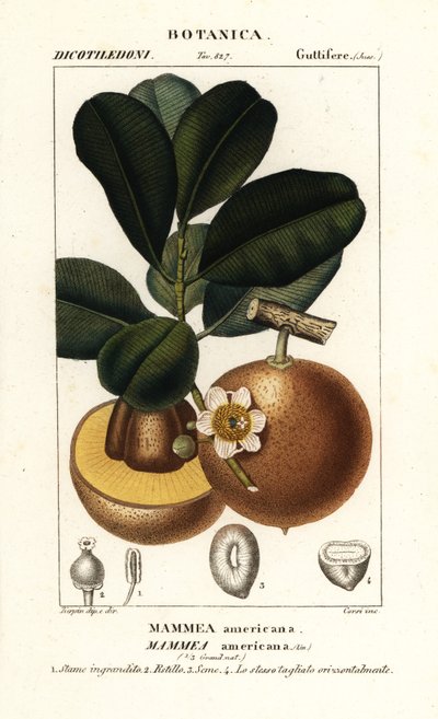 Mammee apple, Mammea americana de Stanghi Stanghi