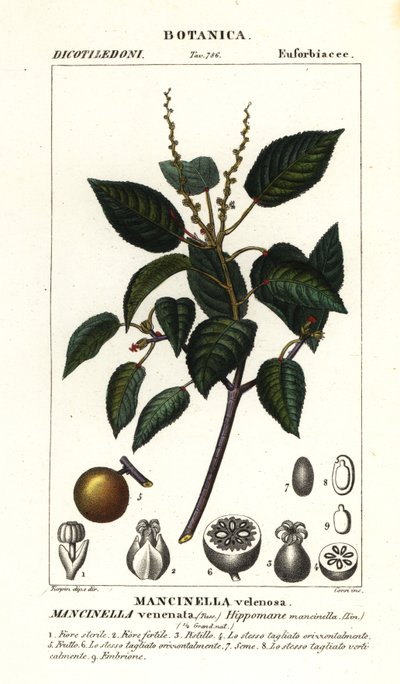 Manchineel ou macieira de praia, Hippomane mancinella de Stanghi Stanghi