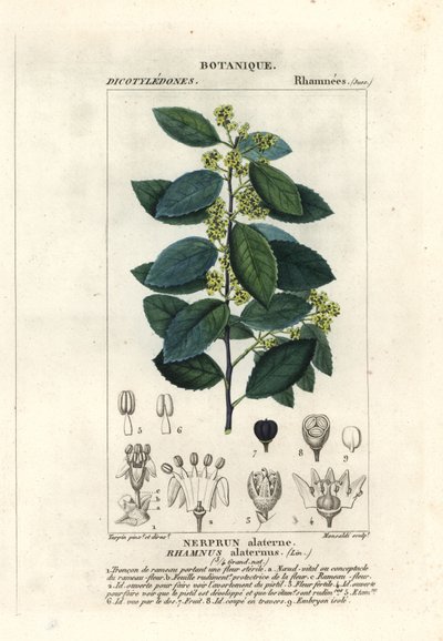 Espinheiro mediterrâneo, Rhamnus alaternus de Stanghi Stanghi